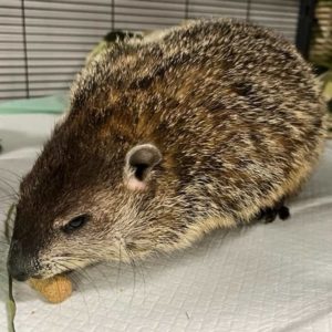 woodchuck standing on towels and eating