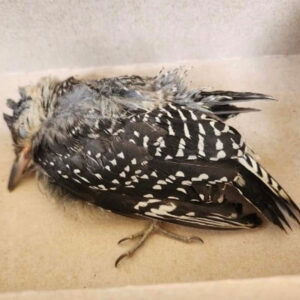 injured red-bellied woodpecker lying on table