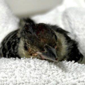 close up on face of red-bellied woodpecker lying on white towel