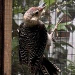 recovered red-bellied woodpecker clinging to wires on side of cage