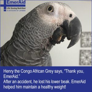 head of Congo African Grey