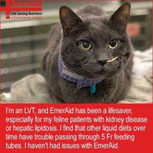 dark gray cat in "loaf" pose