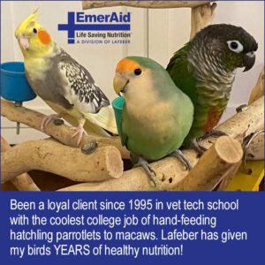 cockatiel, lovebird, and conure perched on play gym