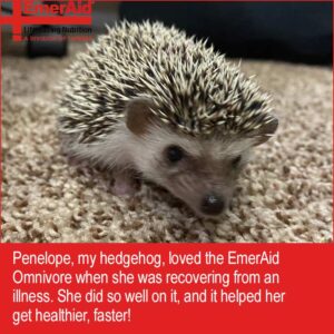 hedgehog walking on bedding