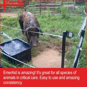 pig standing in outdoor pen near water trough