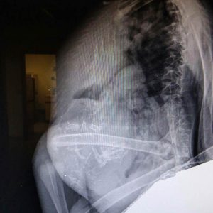 x-ray of pellet in owlet