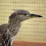 yellow-crowned night-heron in cage