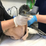 yellow-crowned night heron held in place on exam table