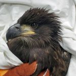 young bald eagle in towel