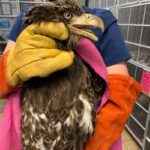 young bald eagle held near cage by person wearing gloves