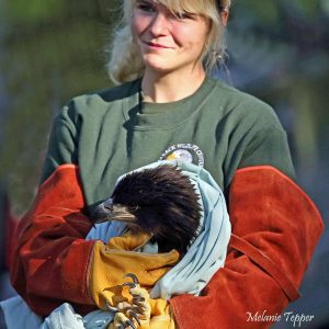 bald eagle held in arms before release