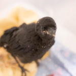 young crow sitting on towel indoors