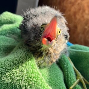young green heron standing on a towel indoors