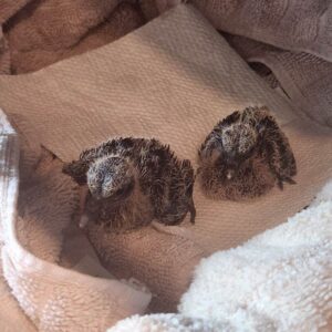 two Zenaida dove nestlings stand on a paper towel indoors