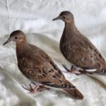 two Zenaida doves stand on fabric indoors