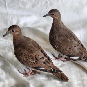 two Zenaida doves stand on fabric indoors