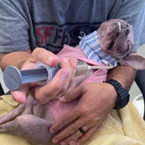 French bulldog held in arms being tube fed EmerAid
