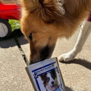 Malee the Collie eating EmerAid from the bag on a sidewalk