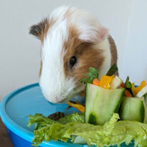 guinea pig eating from a bowl of vegetables