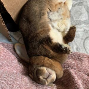 Benjamin Bunny happily flopped on his back on the floor